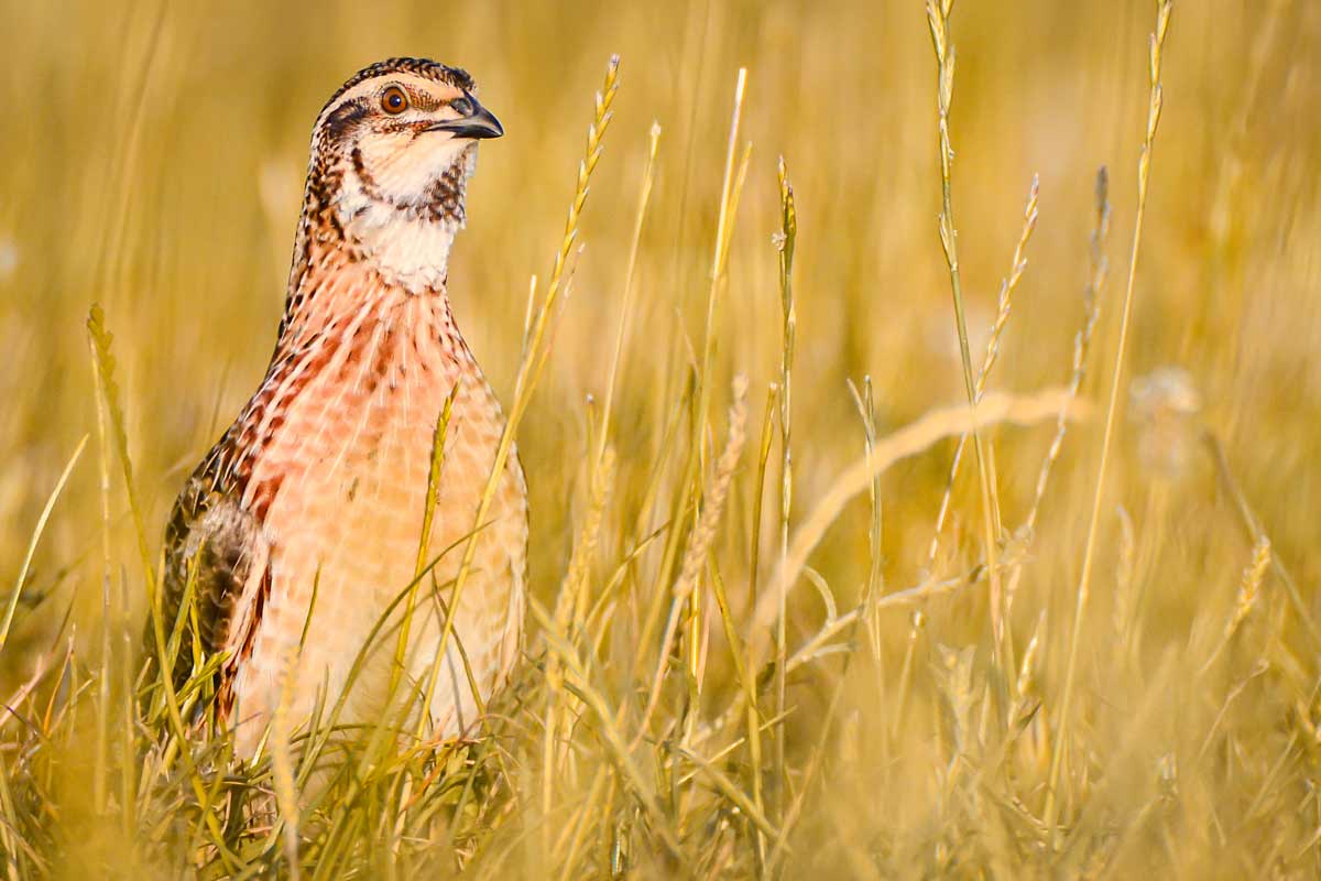 Así trabajan los cazadores para salvar el campo y al lince en Azuaga: el nuevo episodio de «La caza sin filtros» ya está disponible