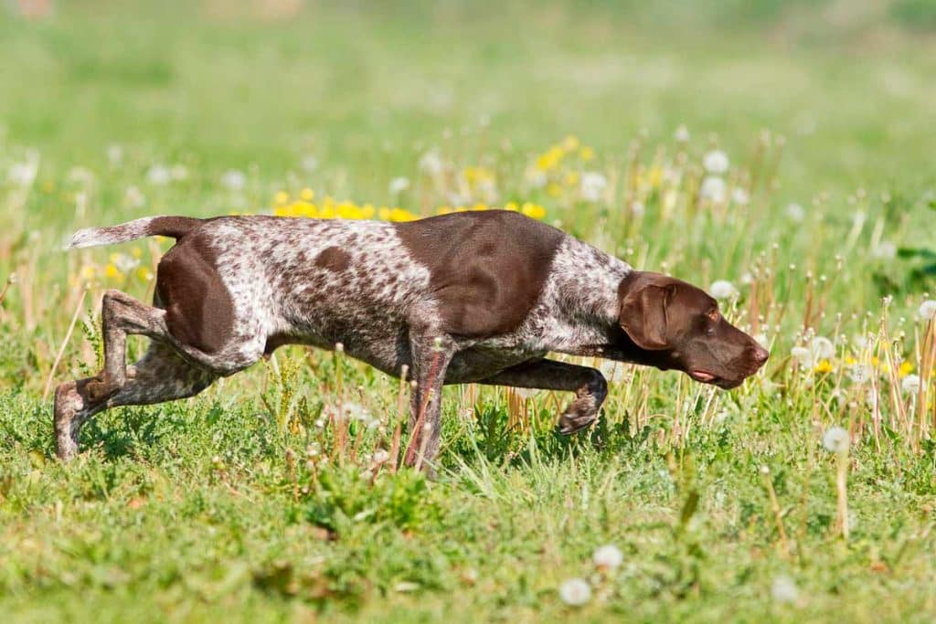 Perro de caza.
