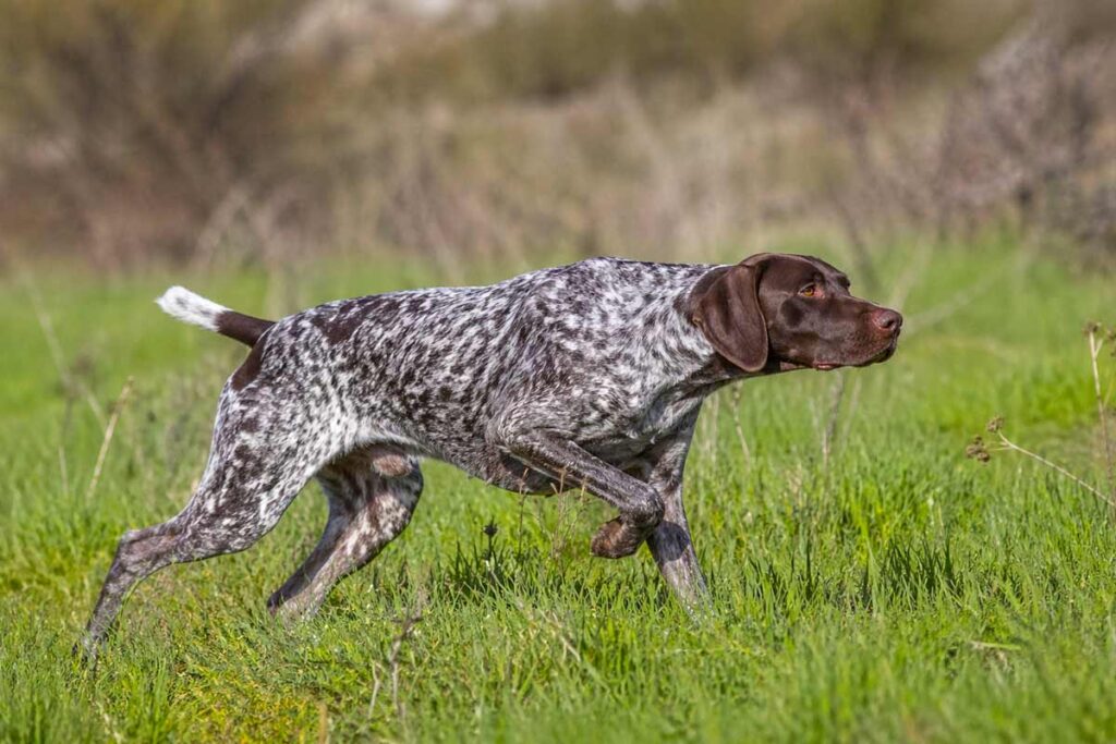 Perro de caza.