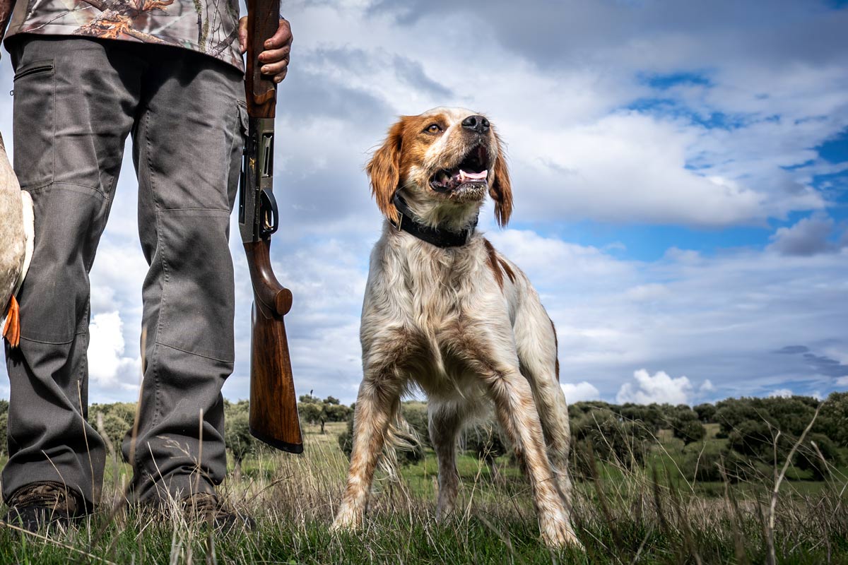 Perro de caza.