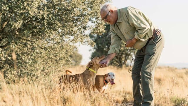 Dos perros y su dueño.