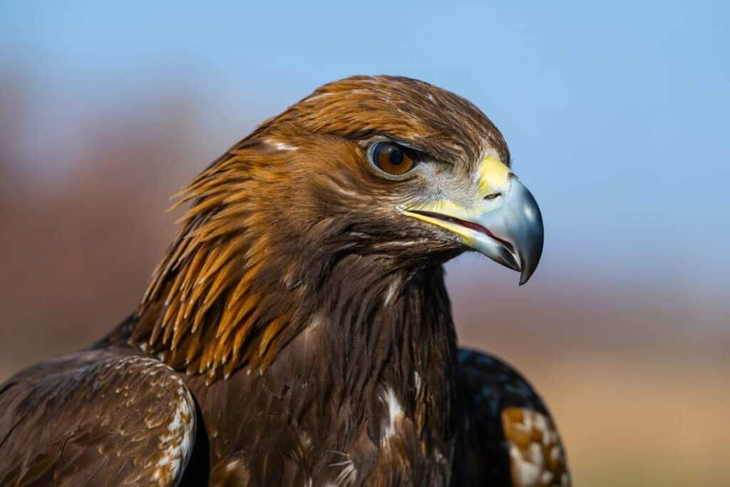 Águila real.