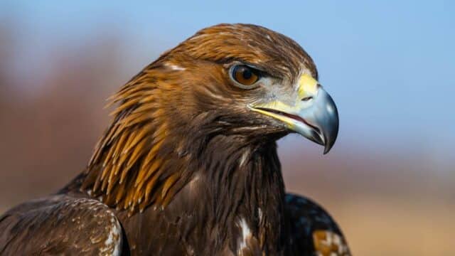 Águila real.