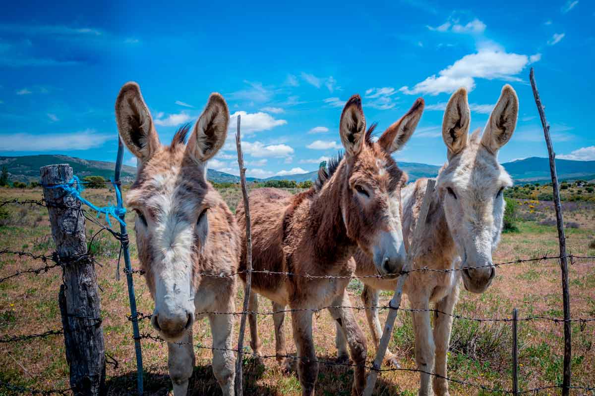 Burros.