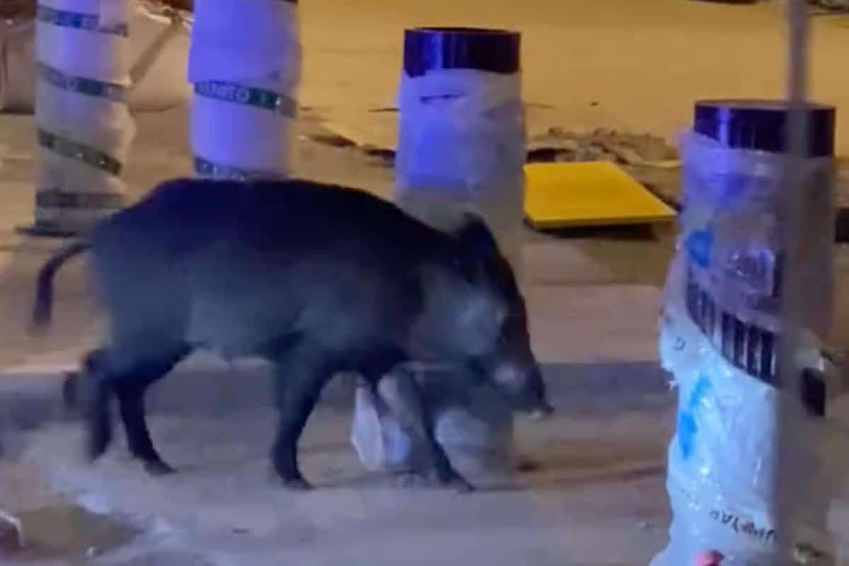 Un jabalí irrumpe de noche en La Rambla de Barcelona y obliga a activar un operativo especial por la peste porcina