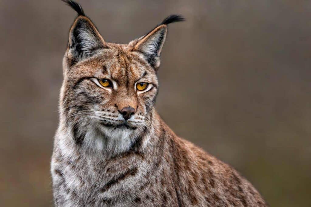 Lince boreal