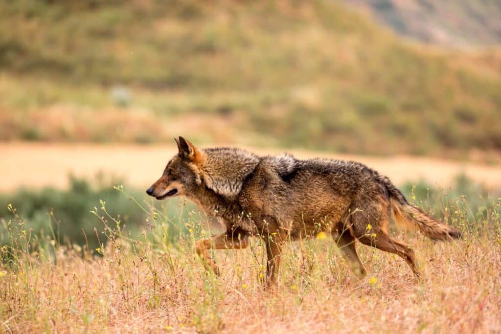Lobo ibérico.