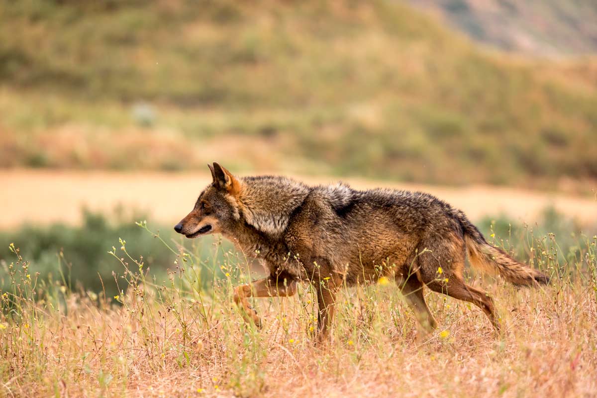 Lobo ibérico.