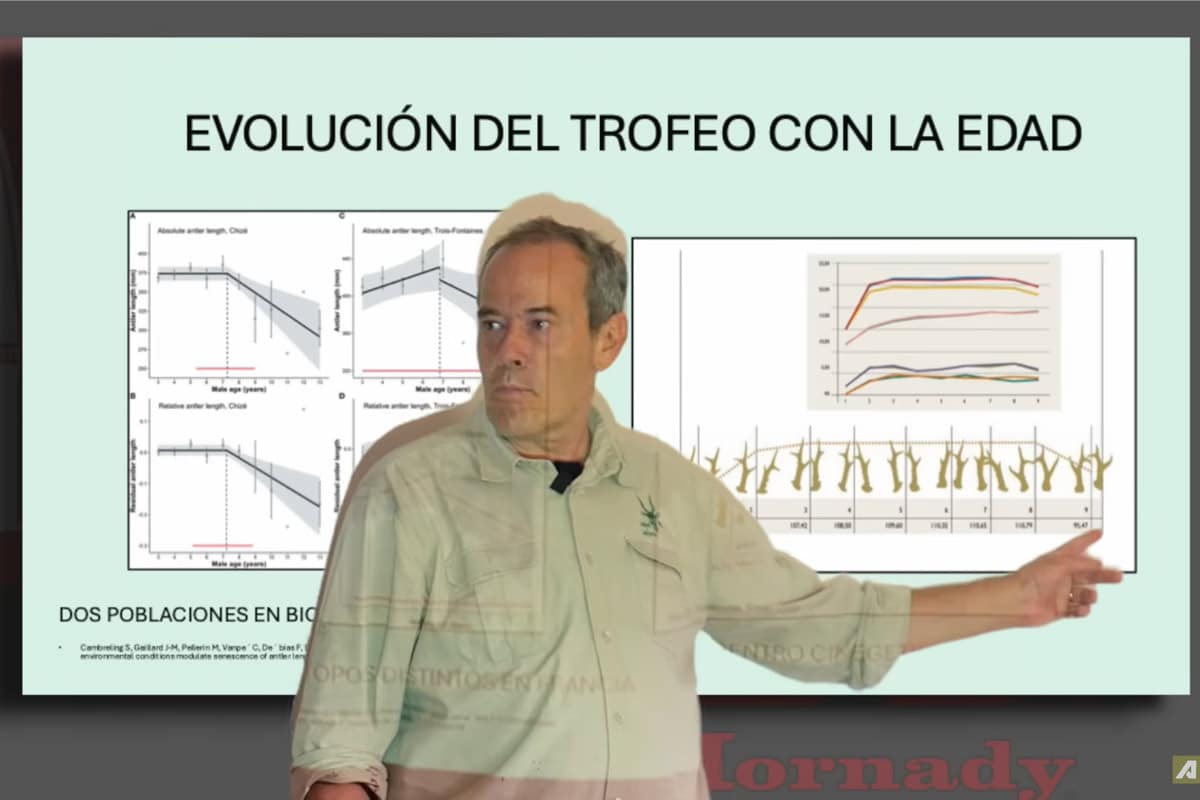 Rafael Centenera, biólogo y experto en corzos: «Pretender saber la edad de un corzo por sus cuernos es una mentira»