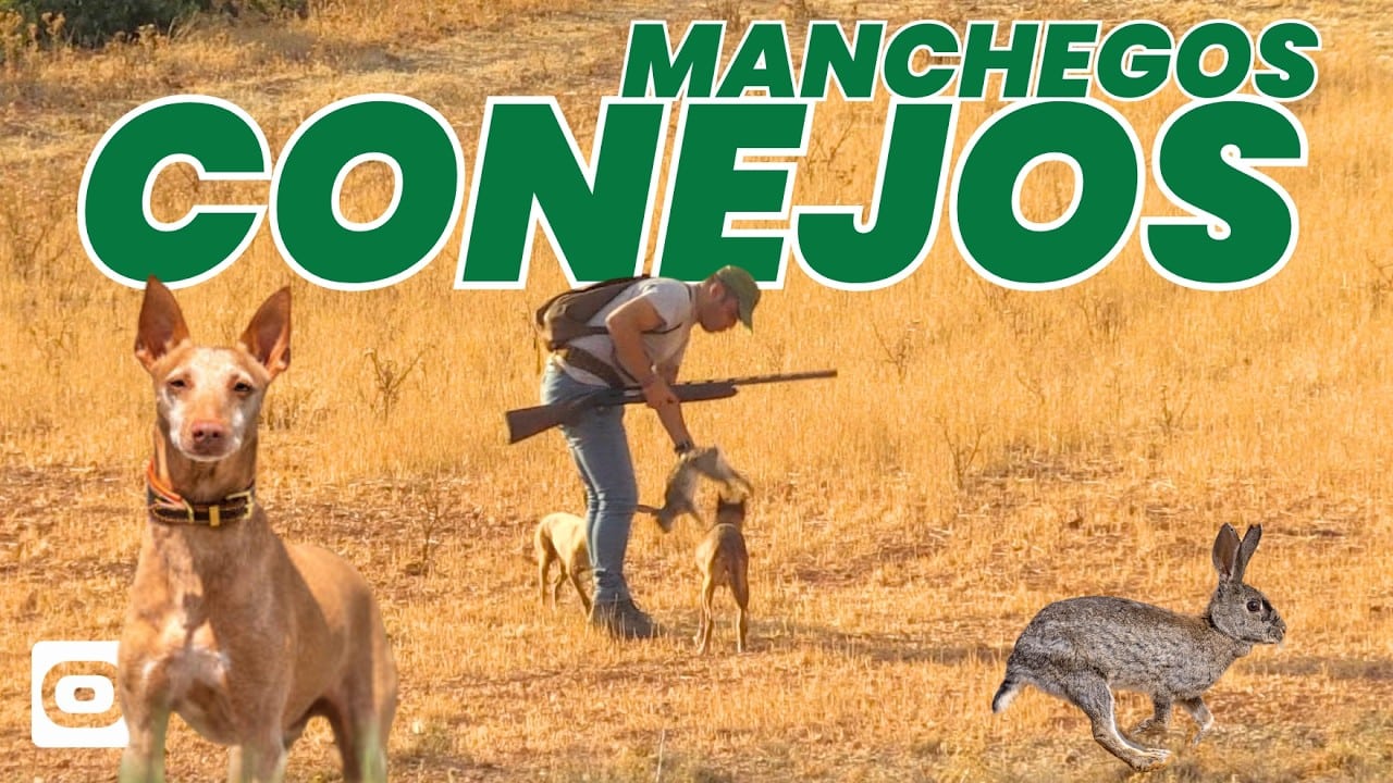 Conejos manchegos