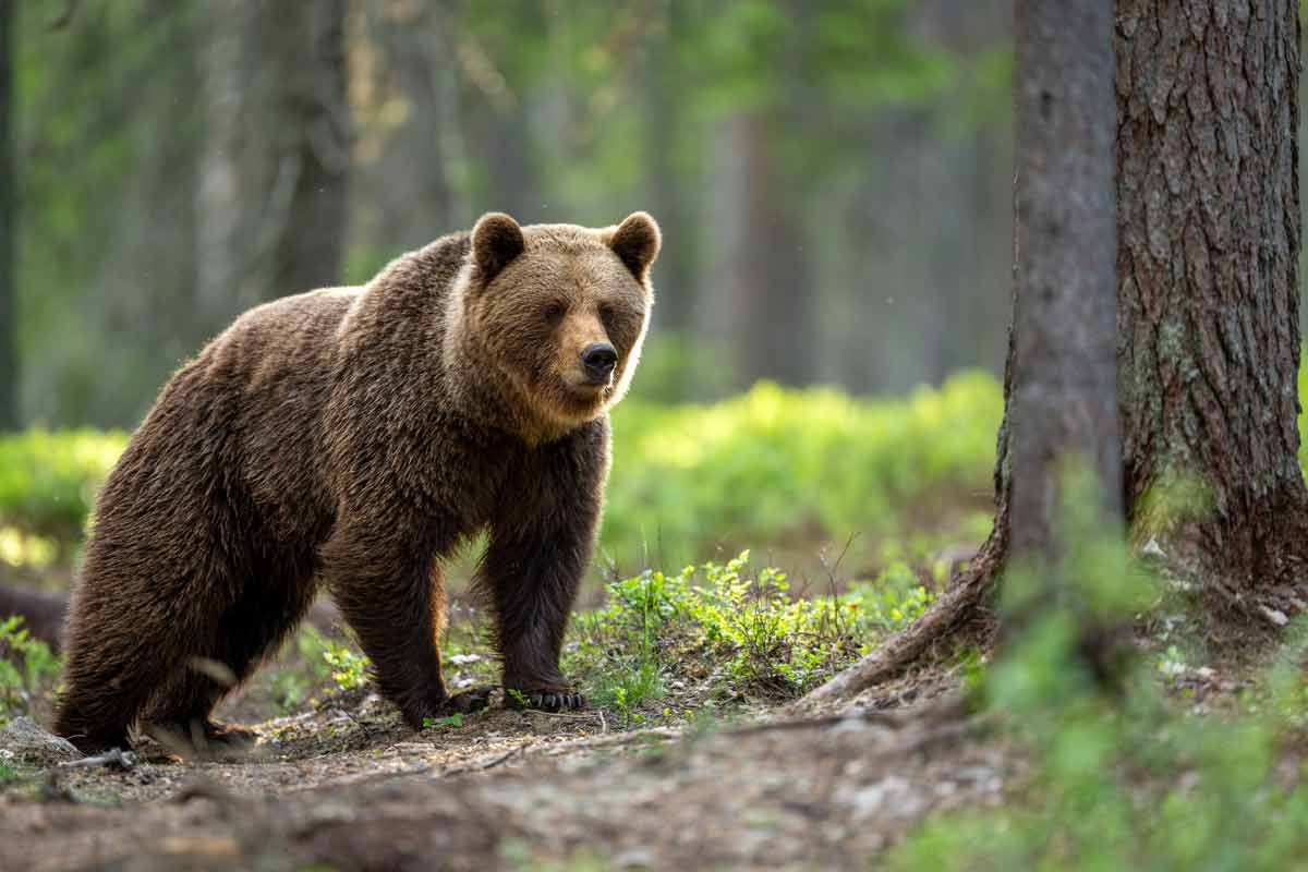 Los ataques de osos en Rumanía reabren el debate sobre la caza como herramienta de gestión