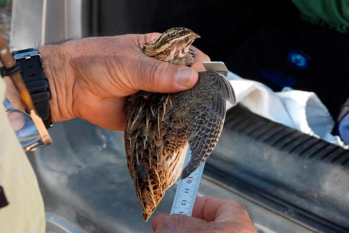 Primer censo simultáneo europeo de codorniz: cazadores y científicos de seis países unen fuerzas para conocer la situación real de la especie