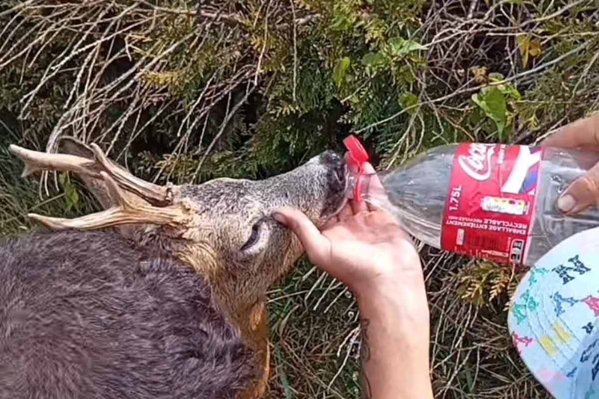 Unos cazadores salvan la vida de un corzo deshidratado tras encontrarlo agonizando junto a una carretera