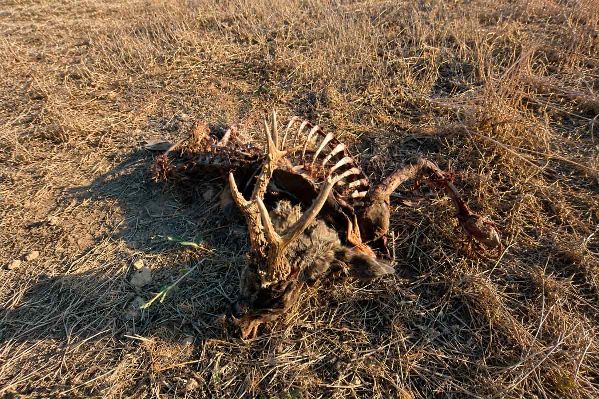 Cuatro detenidos por abatir corzos de forma furtiva en Soria: el hallazgo de un cadáver oculto destapó la operación