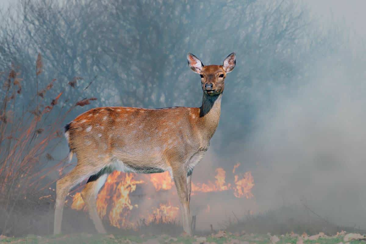 El sector cinegético pide que las ayudas por los incendios también sirvan para recuperar la fauna y los hábitats arrasados