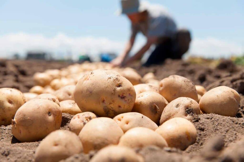 Los cazadores de Ávila ofrecen gratis 25.000 kilos de patatas para alimentar a los animales afectados por los incendios