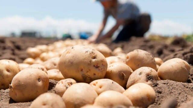 Los cazadores de Ávila ofrecen gratis 25.000 kilos de patatas para alimentar a los animales afectados por los incendios