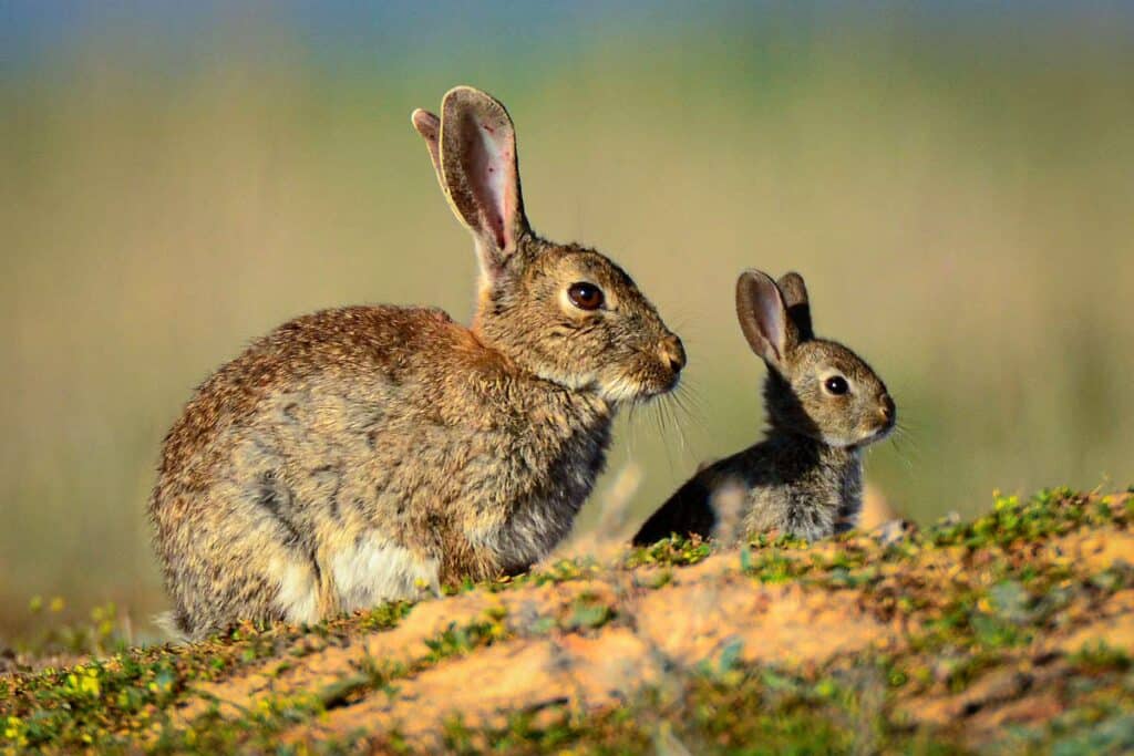 Una hembra de conejo con su gazapo.