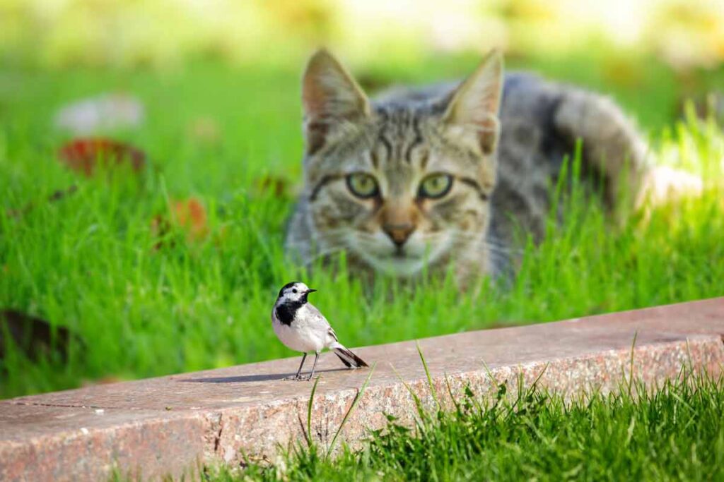 Un gato acechando a un pájaro.