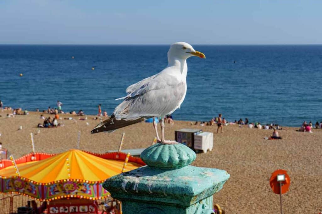 Gaviota