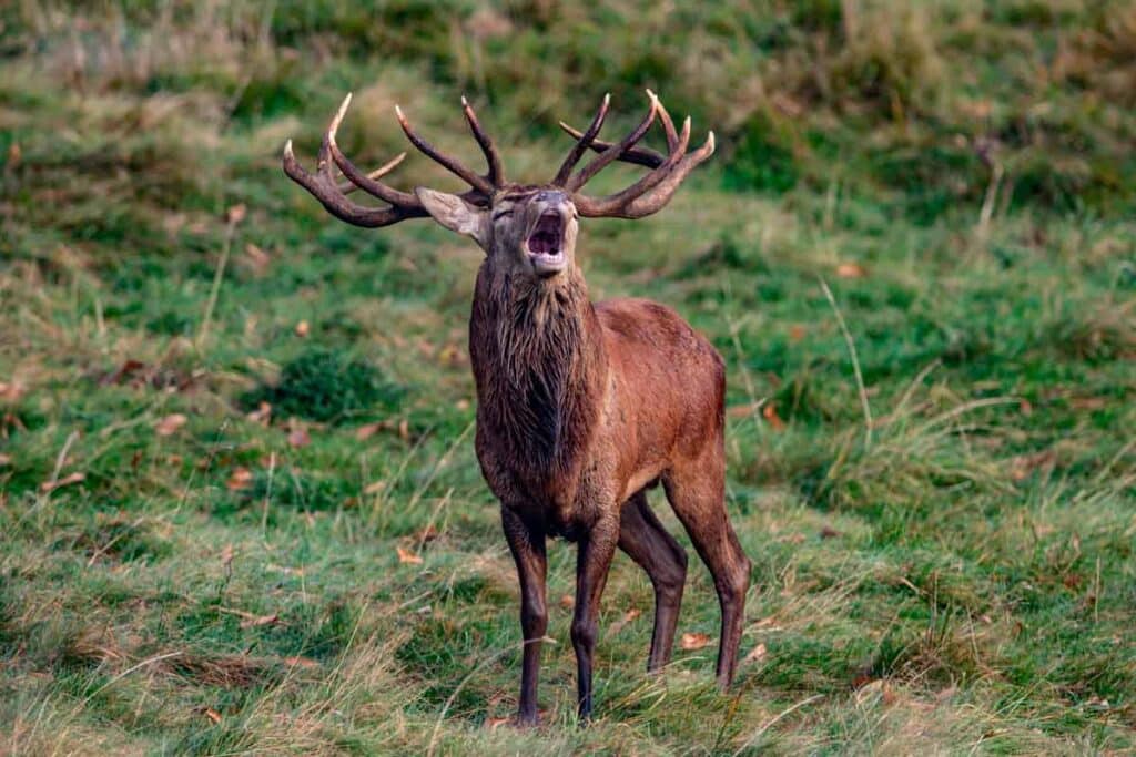 Venado en berrea.