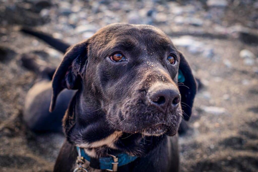 Perro de caza.