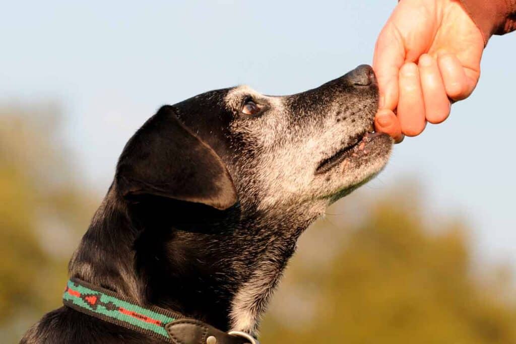 Un perro mayor