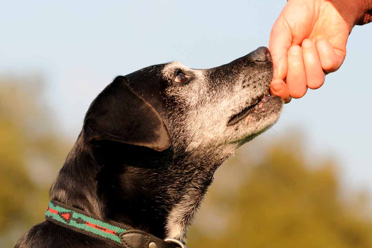 Un perro mayor