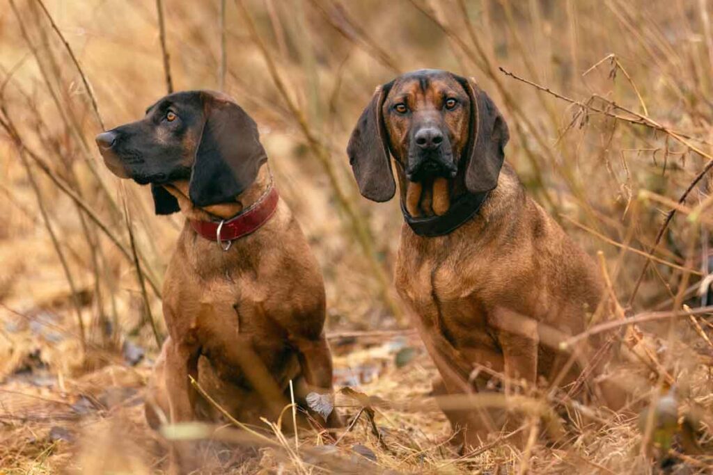 Hola, **Si organizáis monterías, queremos que cientos de miles de cazadores de toda España sepan cuándo, dónde y con quién cazáis esta temporada.** Desde **Jara y Sedal – Cazaflix** estamos preparando el lanzamiento de nuestro nuevo **CALENDARIO DE MONTERÍAS**, un gran espacio digital en el que reuniremos la oferta de las principales empresas organizadoras de nuestro país. Y queremos que vuestro calendario esté dentro **desde el primer día**. ### 1,2 MILLONES DE SEGUIDORES. 45 MILLONES DE VISITAS. VUESTRAS MONTERÍAS DELANTE DE ELLOS. Actualmente, **Jara y Sedal – Cazaflix cuenta con una comunidad de 1,2 millones de seguidores y nuestros sites alcanzan los 45 millones de visitas**, por lo que este nuevo Calendario de Monterías será **una ventana abierta a cientos de miles de cazadores de toda España** y una excelente oportunidad para dar mayor visibilidad a vuestra orgánica, vuestras fincas y las monterías que organizáis. Queremos poner toda esa capacidad de comunicación y difusión **al servicio de las empresas que hacen posible la temporada montera en España**. Porque no queremos crear simplemente una página donde colgar calendarios. **Queremos llevar vuestro calendario hasta los teléfonos de los cazadores.** Que cualquier montero pueda entrar desde su móvil y descubrir **qué monterías se celebran, cuándo, en qué fincas y qué empresas las organizan**. Y que, cuando esté buscando dónde cazar esta temporada, **vuestra empresa esté ahí**. ### VUESTRAS MONTERÍAS. NUESTRA AUDIENCIA. Publicaremos vuestro **calendario completo**, con fechas, fincas e información de las jornadas, dentro de un espacio que difundiremos a través de todo el ecosistema digital de **Jara y Sedal – Cazaflix**. Pero queremos ir mucho más allá del calendario. Durante la temporada también daremos difusión a **los resultados de las monterías celebradas**: reses abatidas, desglose por especies, fotografías y todos aquellos datos que permitan contar cómo ha sido cada jornada. Además, con la información que nos hagáis llegar, **nuestro equipo de redacción preparará crónicas de vuestras monterías**, que publicaremos y difundiremos a través de **Jara y Sedal – Cazaflix**, dando todavía más visibilidad a vuestra orgánica, a las fincas y a los resultados obtenidos. El objetivo es que vuestra empresa tenga presencia **antes, durante y después de cada montería**. Y hay algo muy importante: ### ESTAR DENTRO NO OS COSTARÁ NADA. **Ni publicación, ni alta, ni presencia en el calendario. Cero euros.** Queremos ofrecer un nuevo servicio a nuestros lectores y espectadores y, al mismo tiempo, poner al alcance de las empresas organizadoras **la potencia de difusión de Jara y Sedal – Cazaflix de forma totalmente gratuita**. Nuestro objetivo es claro: convertir este nuevo espacio en **el Calendario de Monterías de referencia en España** y en un lugar de consulta habitual para los cazadores durante toda la temporada. ### ¿QUERÉIS ESTAR DESDE EL LANZAMIENTO? Solo tenéis que enviarnos: * **Vuestro calendario completo de monterías** de la temporada. * **Fechas, fincas y toda la información disponible** de cada jornada. * **El logo de vuestra empresa** en alta calidad. * Y, conforme avance la temporada, **los resultados, fotografías y principales datos de las monterías celebradas**. Con toda la información que nos hagáis llegar, **nuestro equipo de redacción preparará crónicas de las jornadas**, que publicaremos y difundiremos a través de **Jara y Sedal – Cazaflix**. 📩 **Enviadlo a [monterias@cazaflix.com](mailto:monterias@cazaflix.com)** **Vosotros nos mandáis vuestro calendario. Nosotros nos encargamos de ponerlo delante de los cazadores.** Queremos que esta temporada, cuando un montero saque el móvil para buscar **dónde cazar**, tenga las monterías de vuestra empresa al alcance de la mano. **1,2 millones de seguidores. 45 millones de visitas. Y vuestro calendario dentro.** Más visibilidad para vuestra orgánica, más difusión para vuestras fincas y más cazadores conociendo vuestra oferta. **Y todo ello sin ningún coste para vosotros.** Nos gustaría contar con vuestra empresa **desde el primer día**. Esperamos vuestro calendario. Un abrazo, **Carlos Vignau** Director de Tres perros de caza para rastro de sangre.