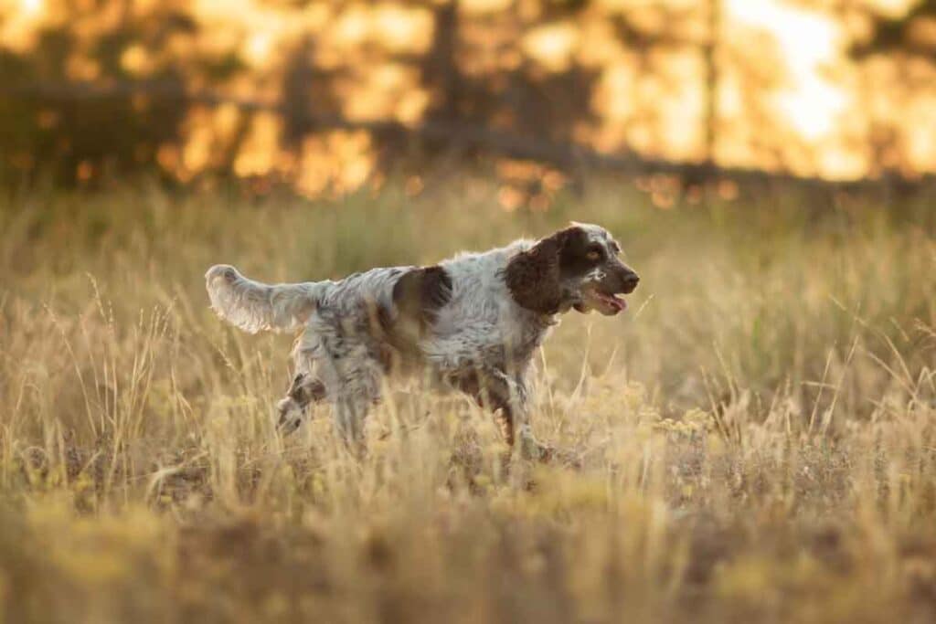 https://fecaza.com/la-cueta-volvera-a-reunir-a-los-mejores-perros-de-muestra-en-montana-de-espana/
