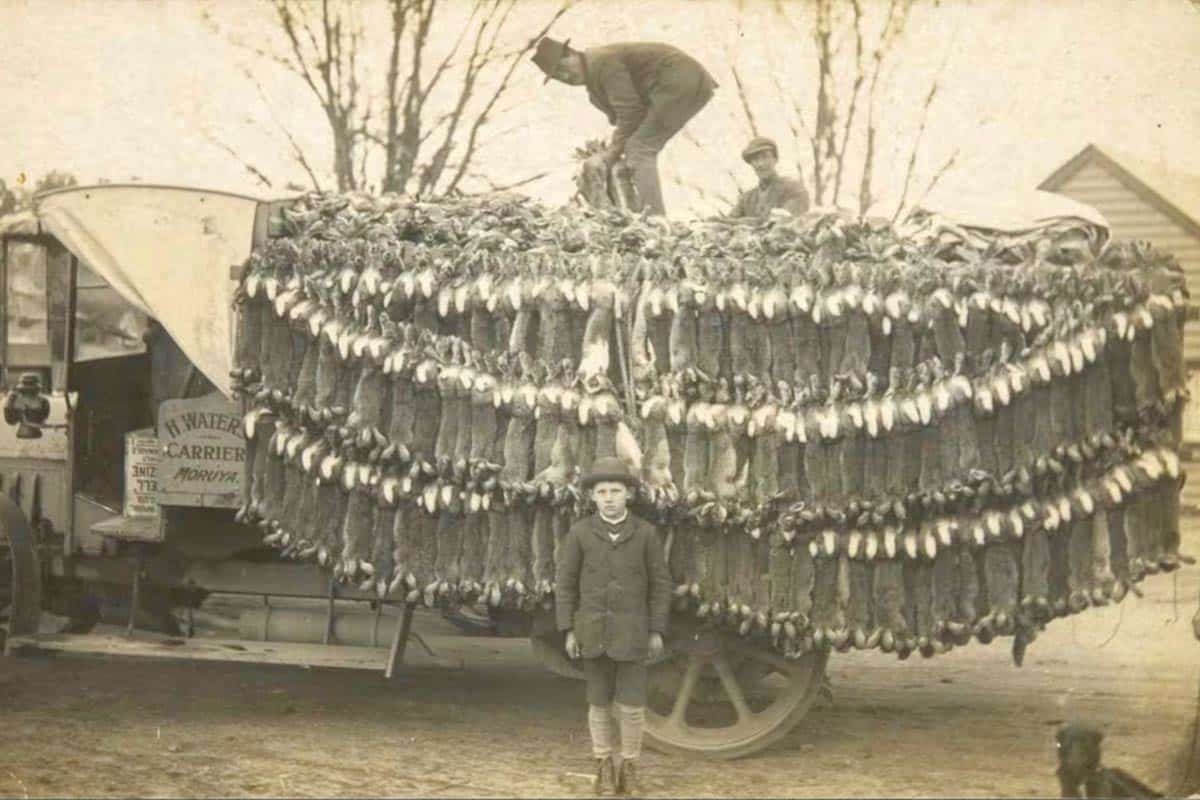Imagen antigua de conejos capturados en Australia a principios del siglo pasado.