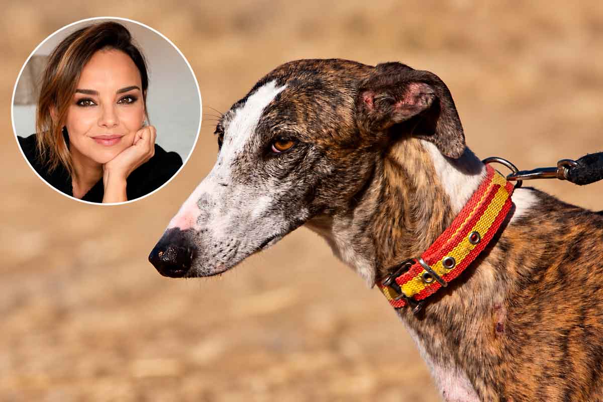 La FAC exige a RTVE rectificar una pieza sobre galgos que, denuncia, «criminaliza a los cazadores» y repite la cifra de «80.000» sin fuente