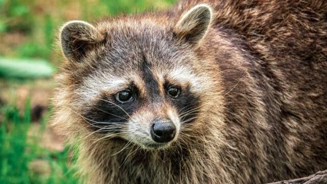 Mapache.