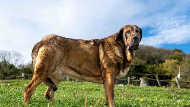 Asturias prepara ayudas para mantener a los perros que protegen al ganado del lobo