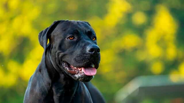 Perro de la raza presa canario