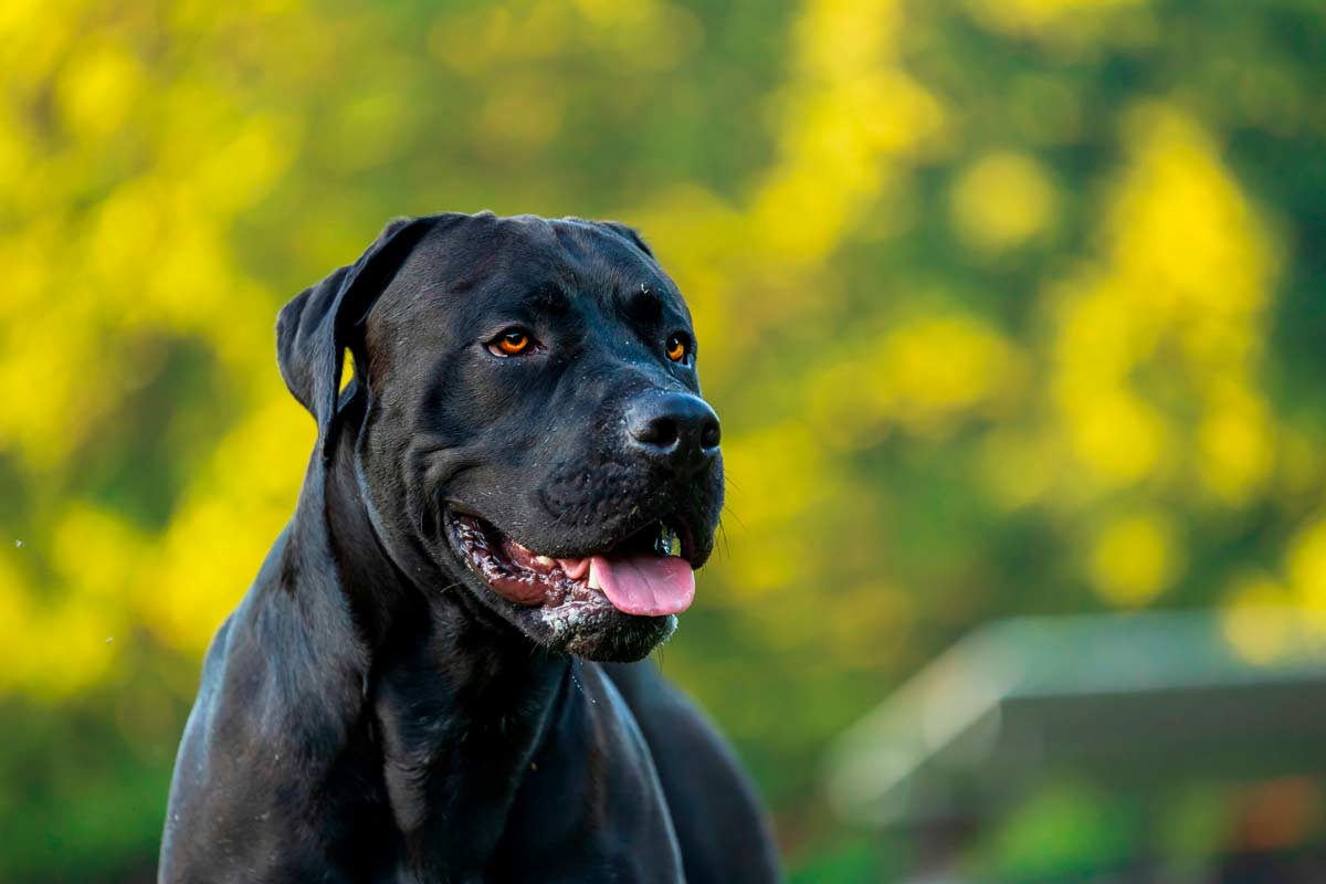 Perro de la raza presa canario