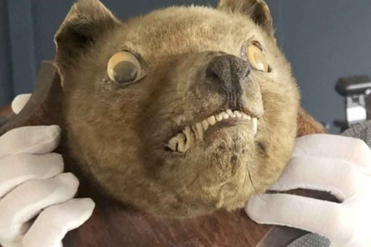 Paga 60 euros por una cabeza de «zorro» disecada y descubre que es de una especie extinguida