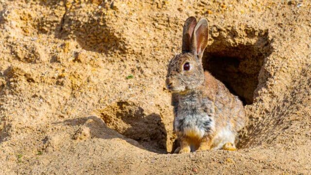 Un conejo en una madriguera.