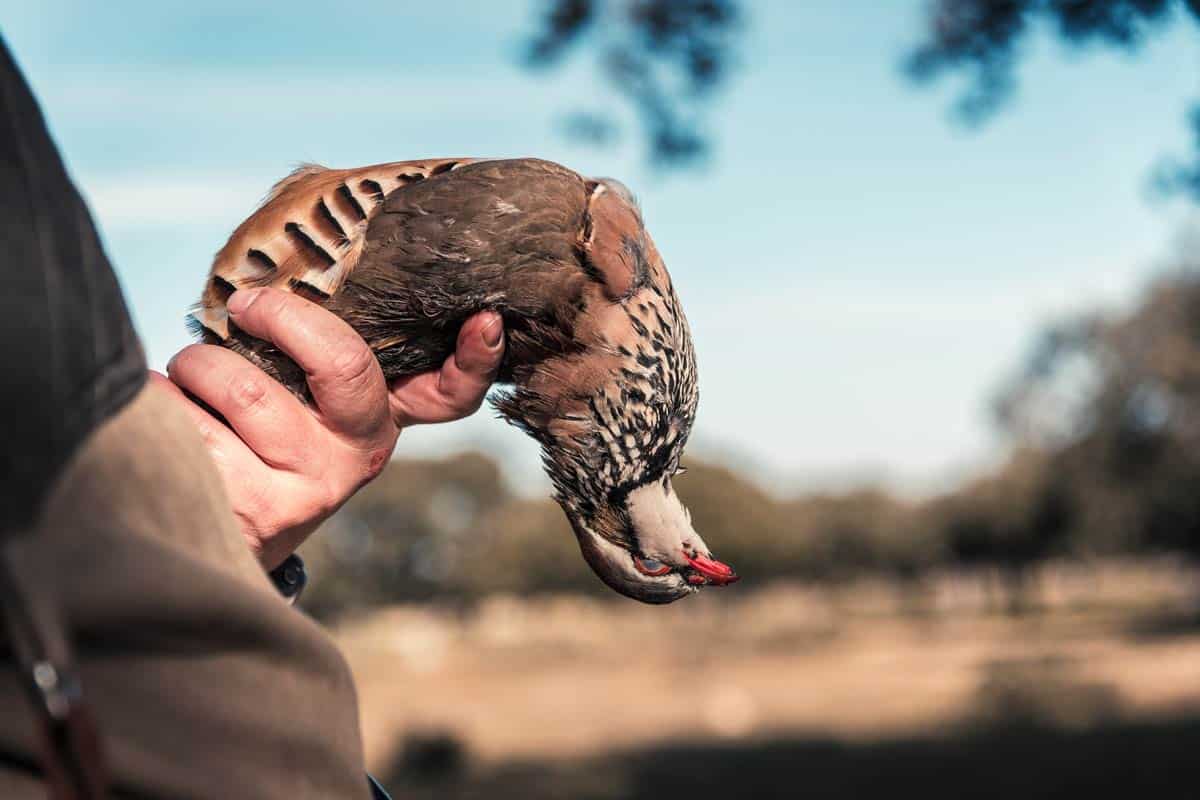 Una perdiz en las manos de un cazador.